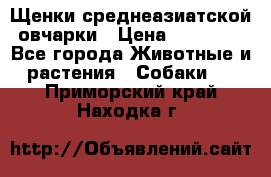 Щенки среднеазиатской овчарки › Цена ­ 20 000 - Все города Животные и растения » Собаки   . Приморский край,Находка г.